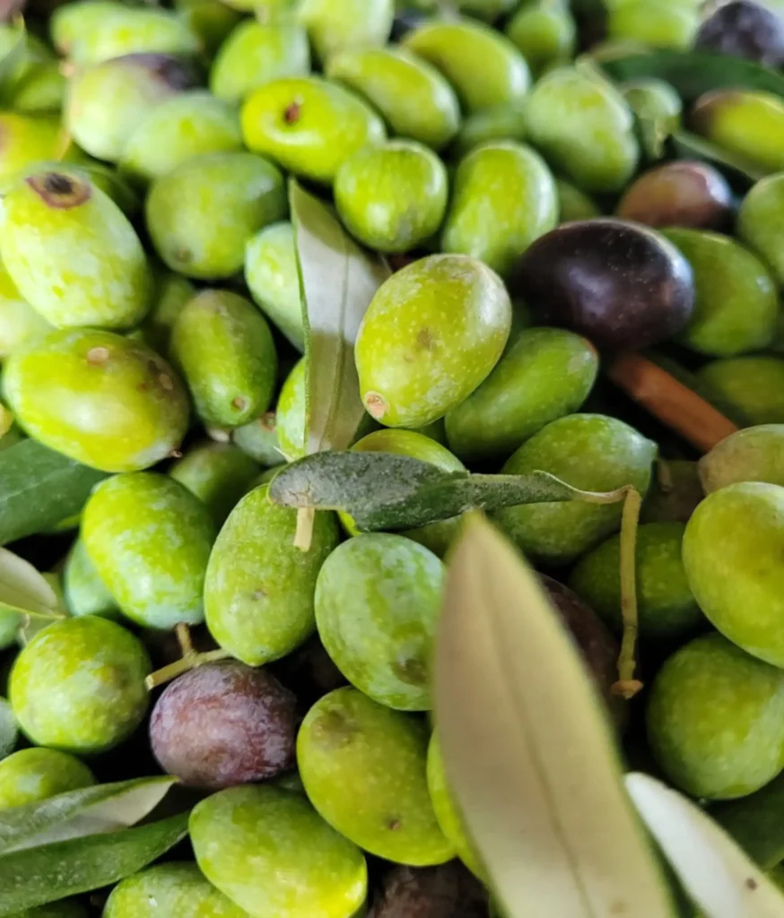 Visite d’oliveraie et dégustation d’huile d’olive